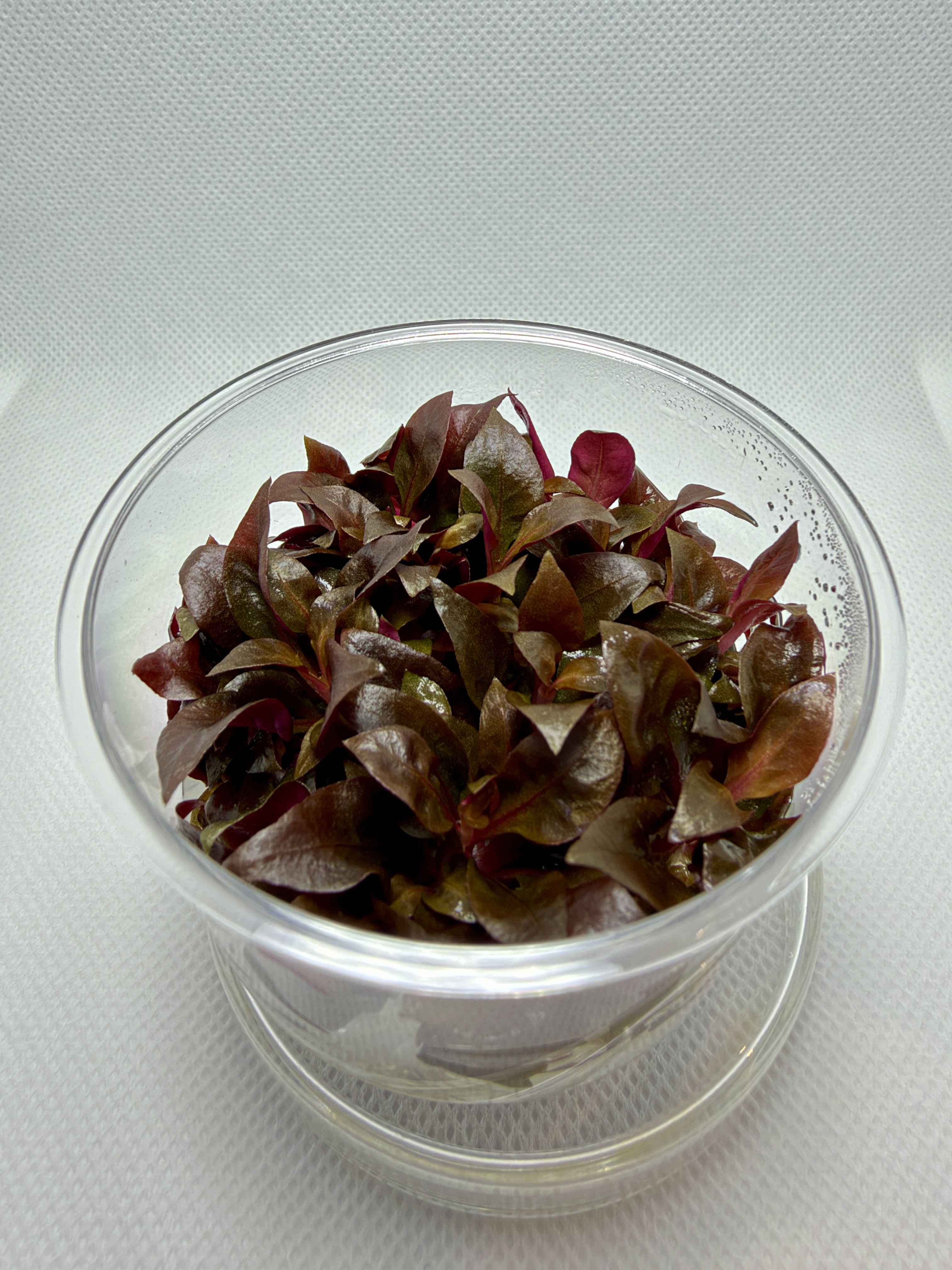 Tissue culture aquarium plants