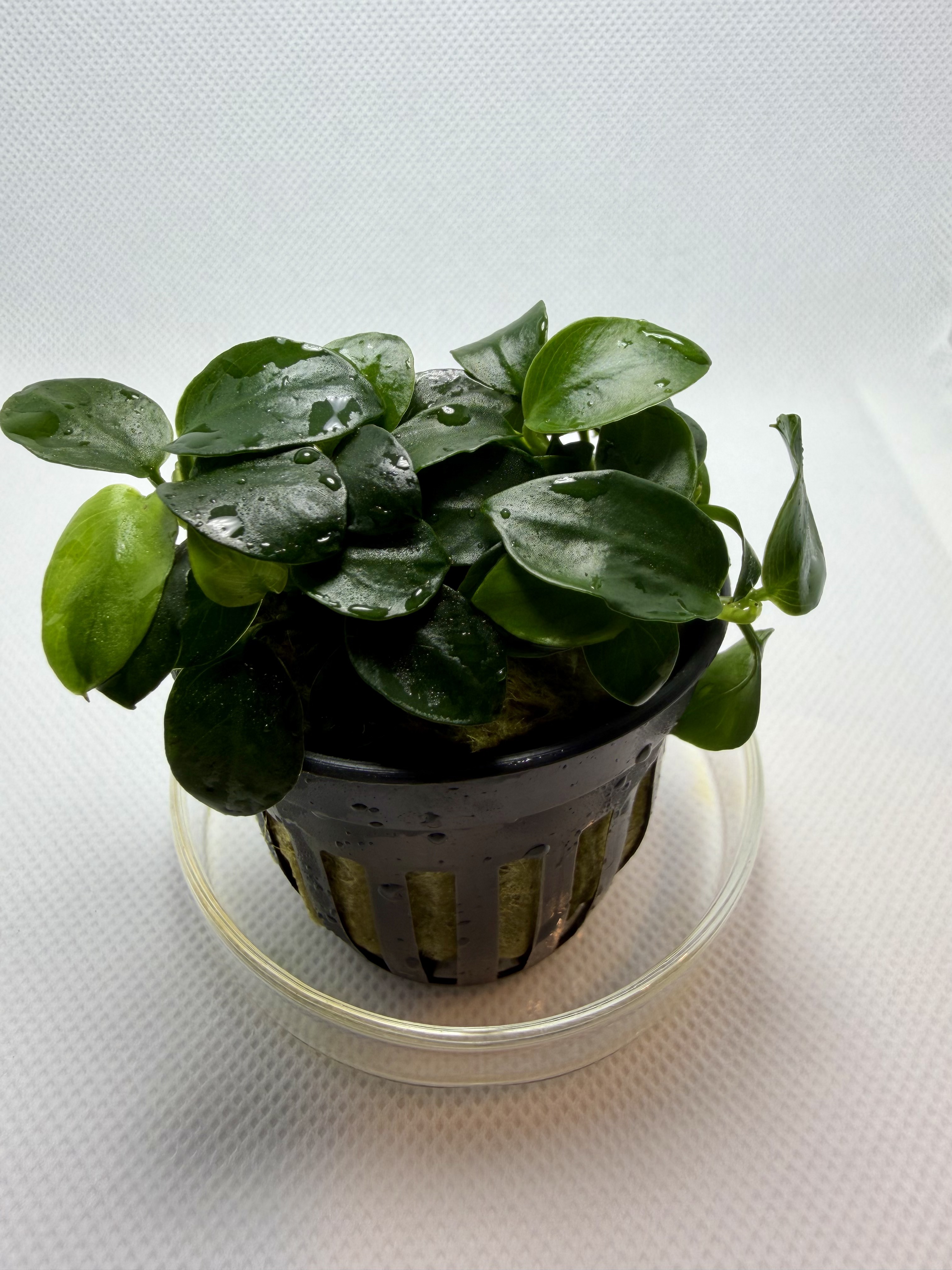 Anubias Barteri Petite Round
