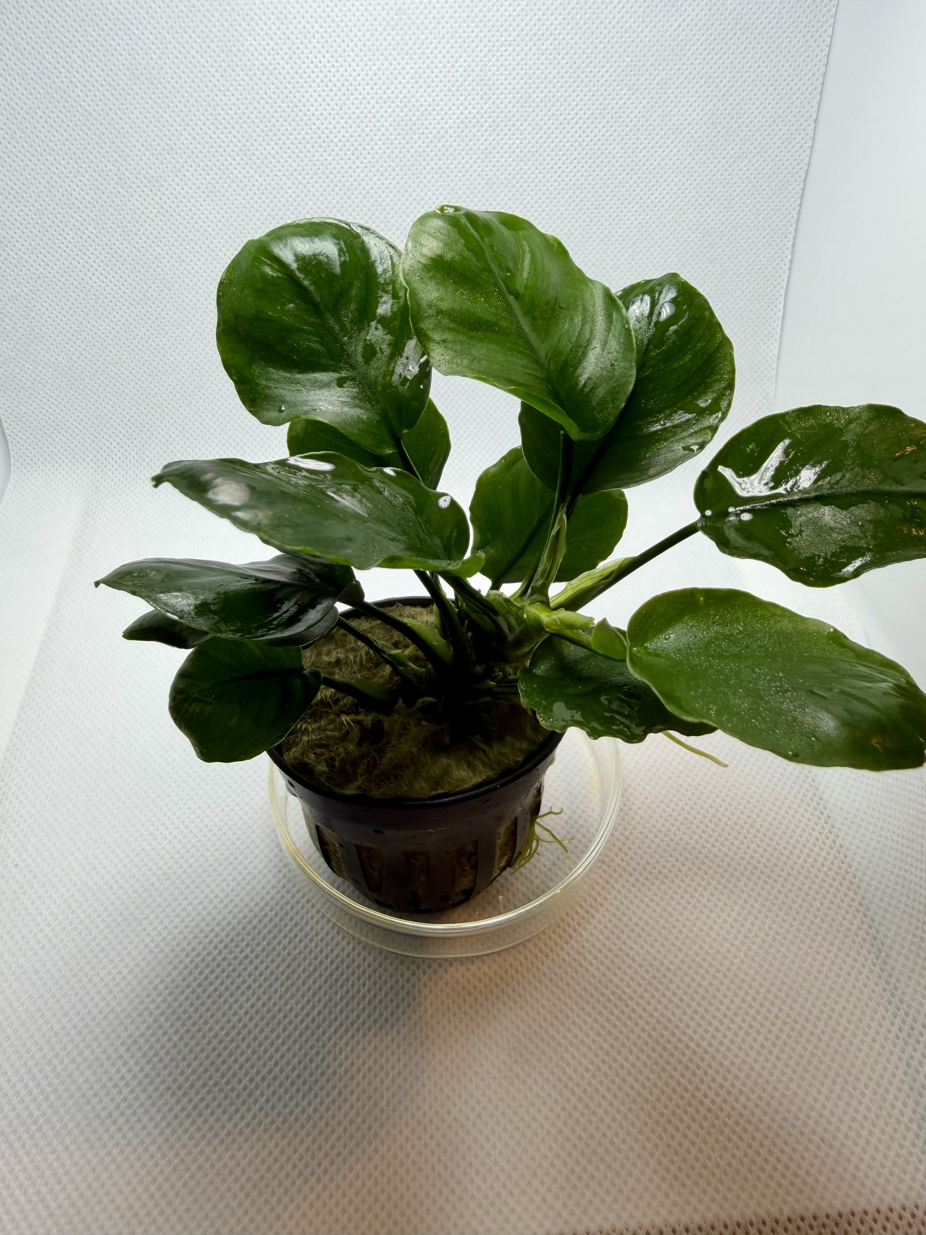 Anubias Barteri Round Golden Coin