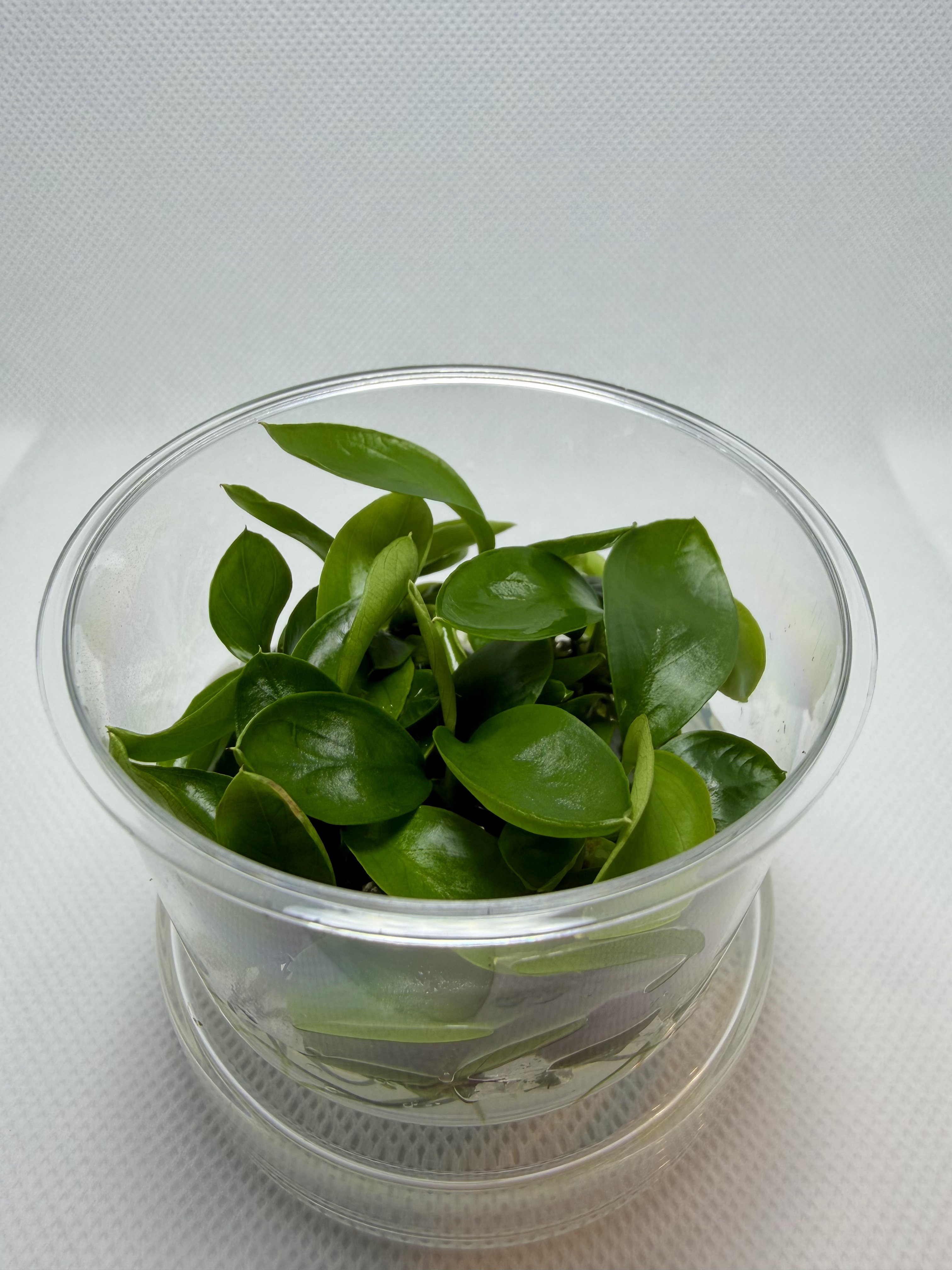 Anubias Barteri Var Barteri