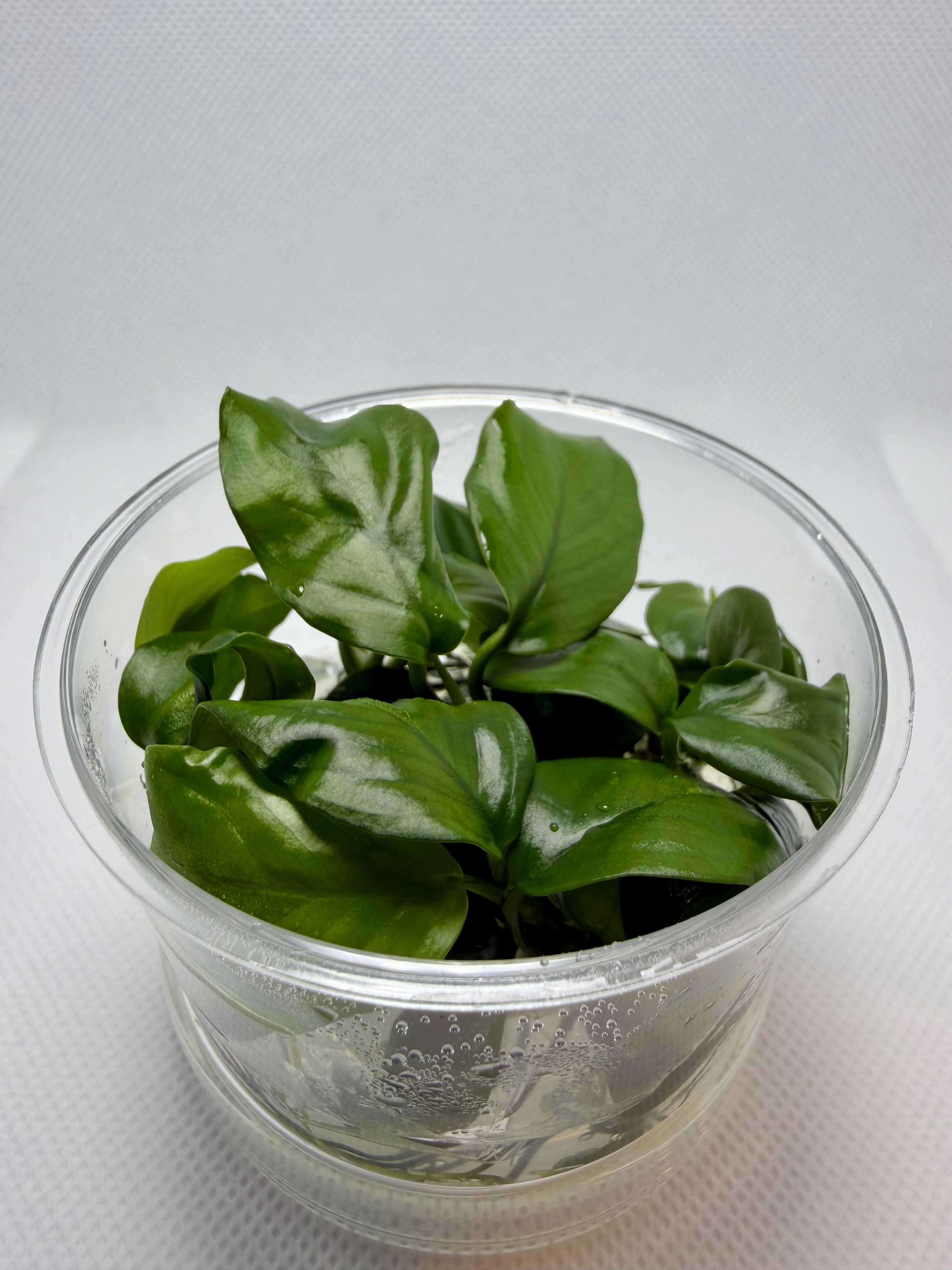 Anubias Barteri Var Nana tall
