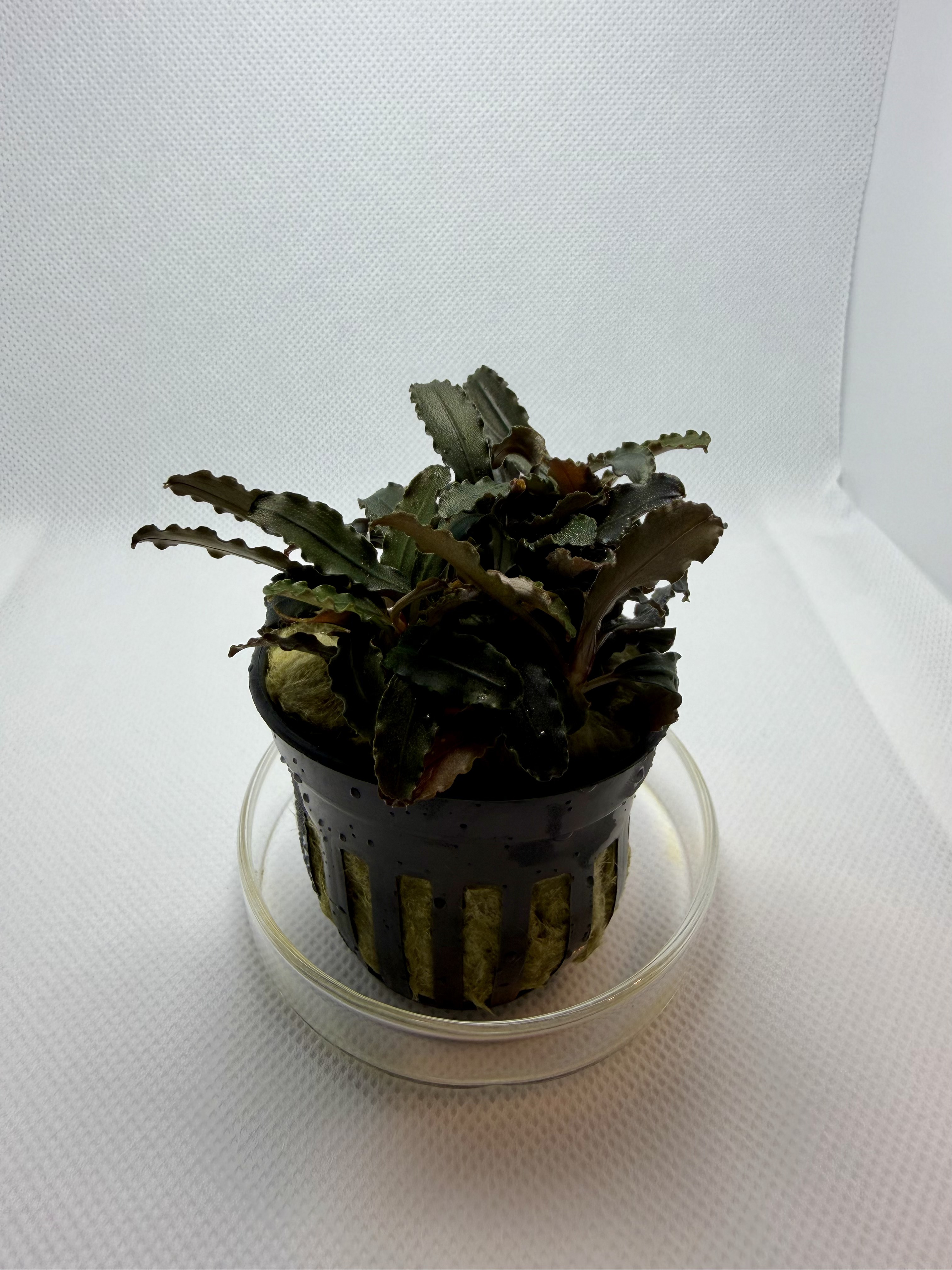 Bucephalandra Godzilla Kedagang Red