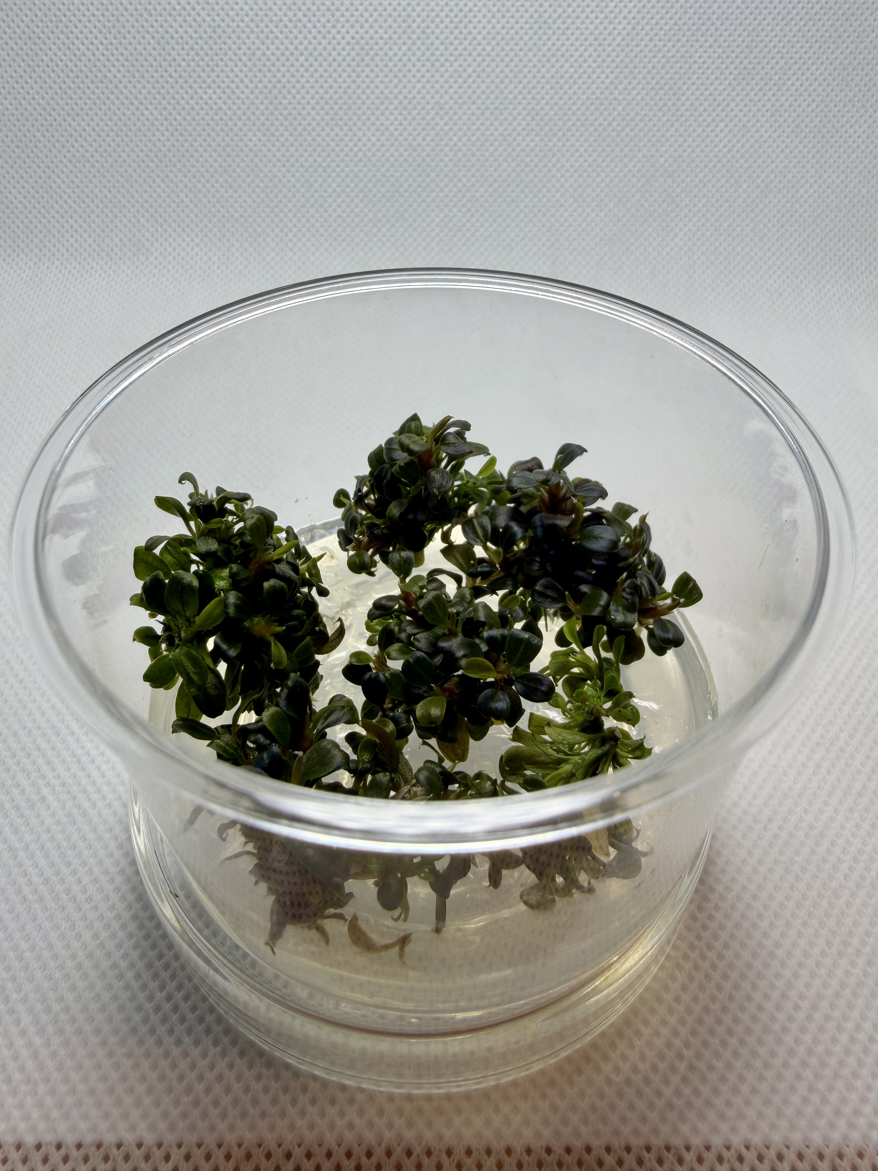 Bucephalandra Kedagang Mini Round