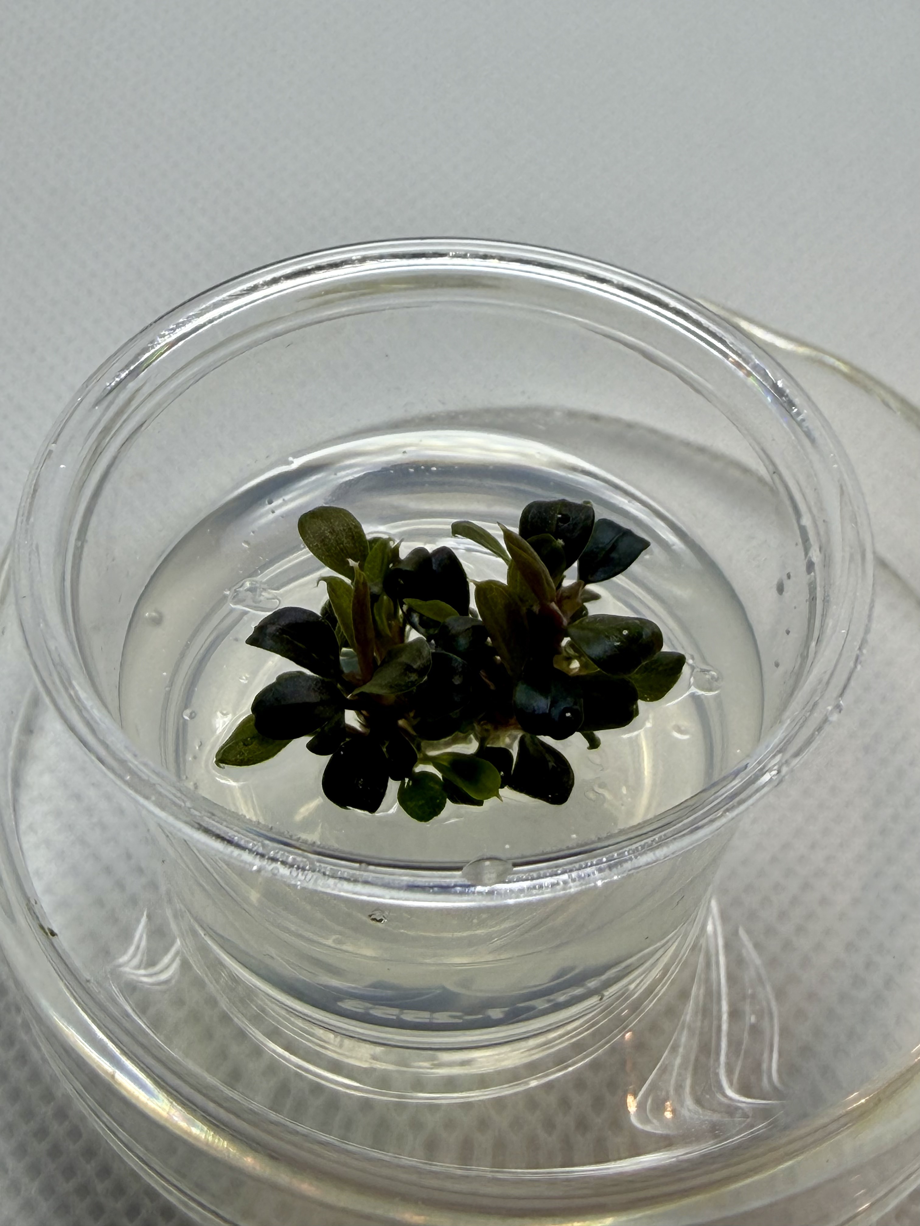 Bucephalandra Kedagang Mini Round Small Cup