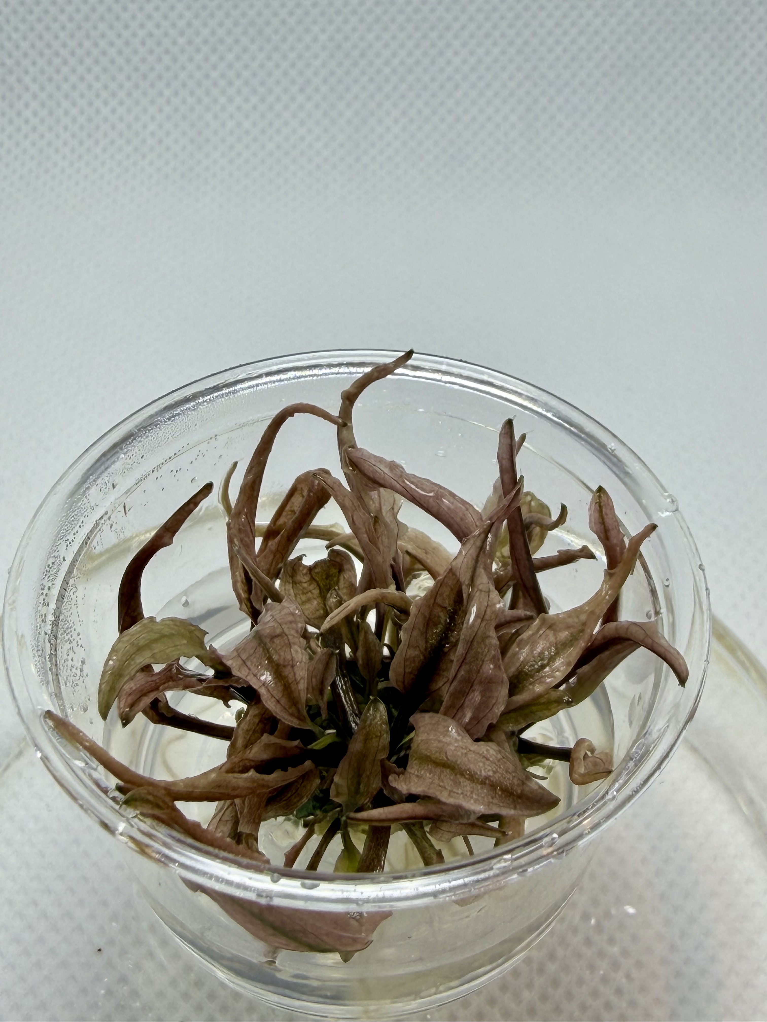 Cryptocoryne Wendtii Flamingo Small Cup