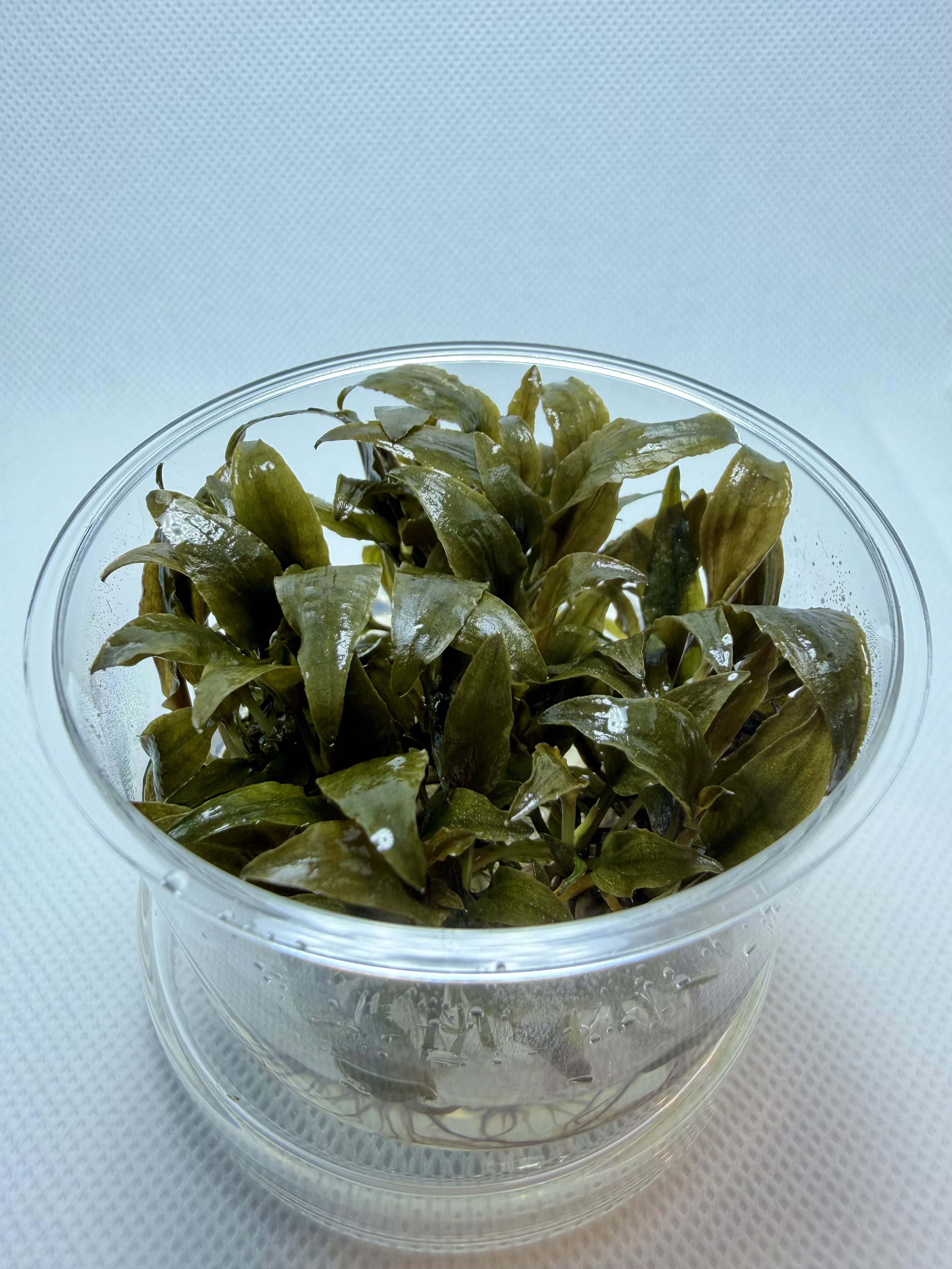 Cryptocoryne Wendtii Tropica