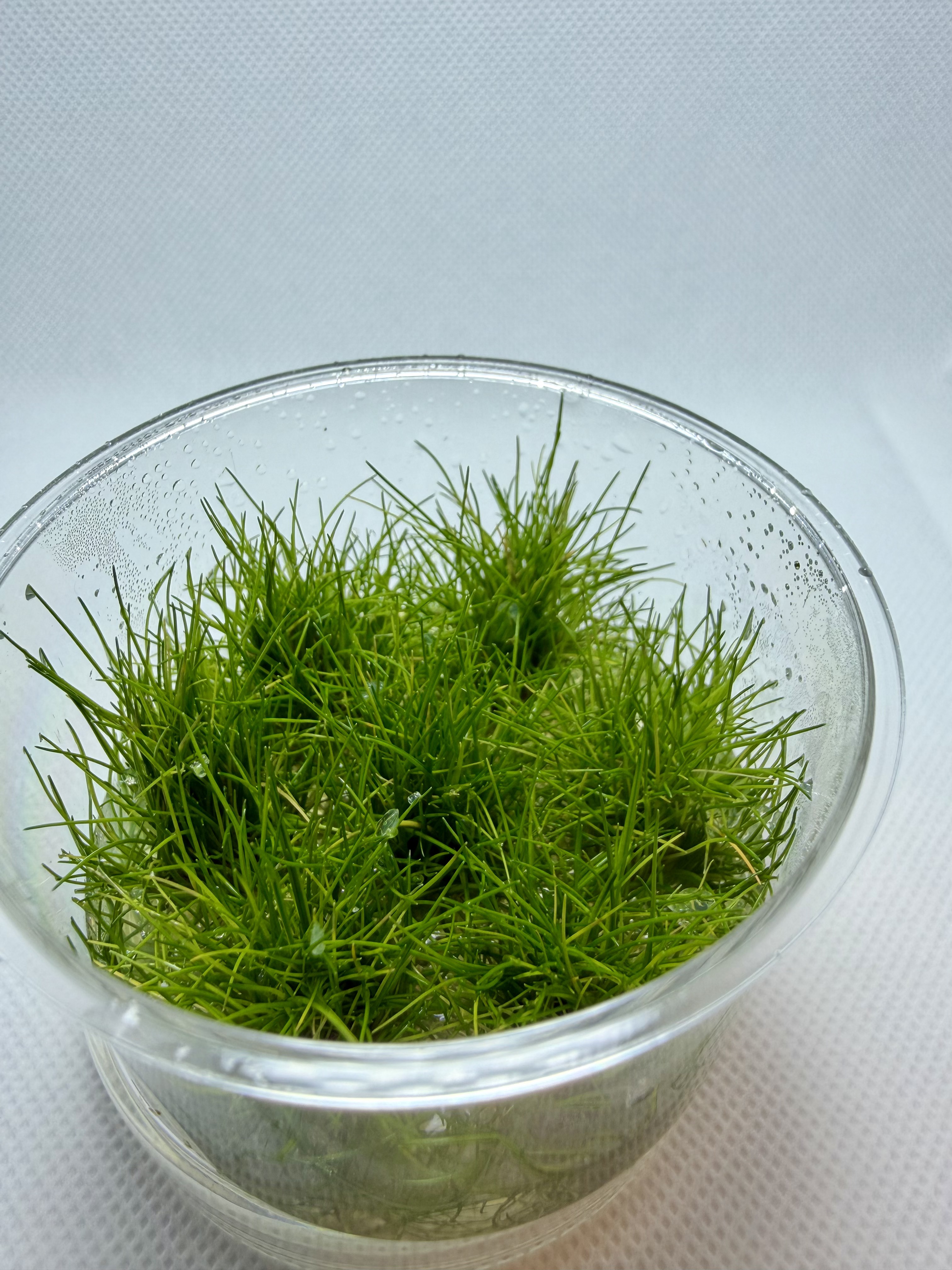 Eleocharis Parvulus Mini Belem