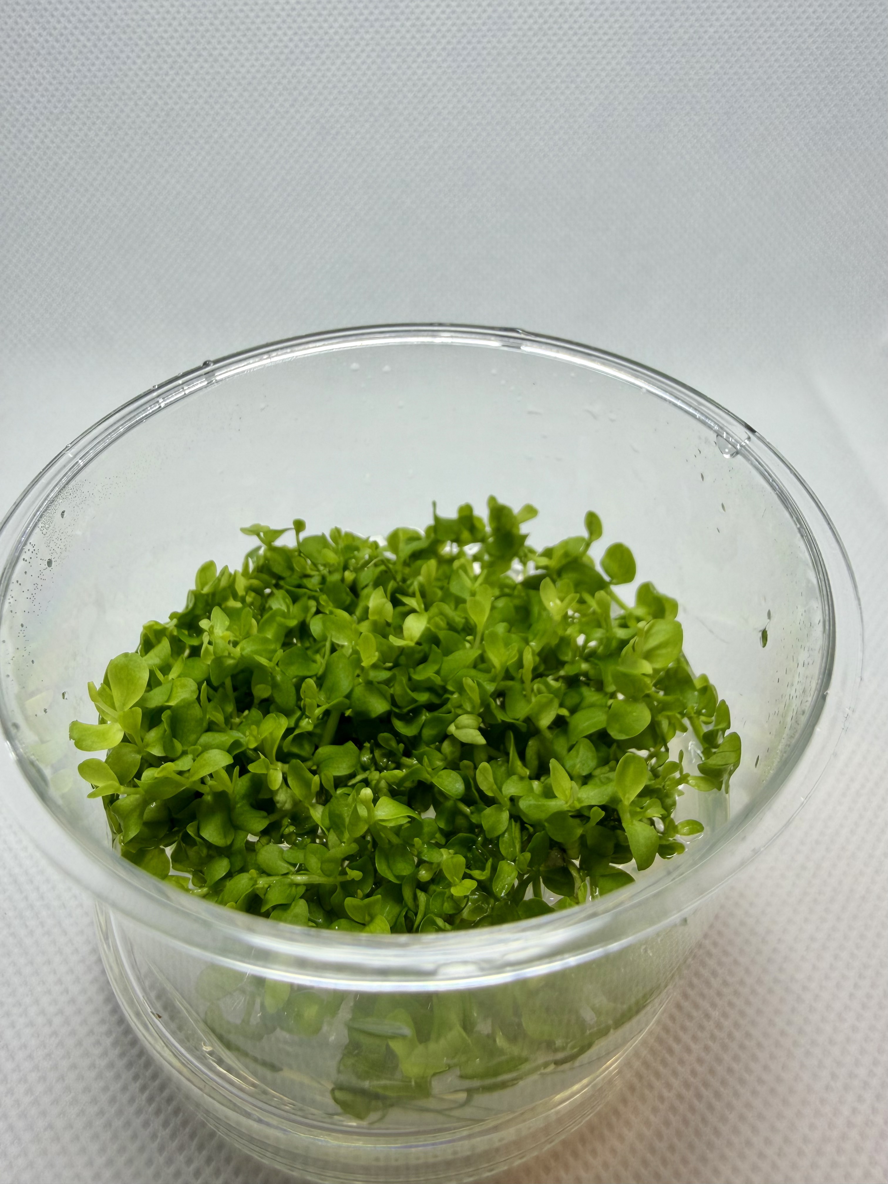 Micranthemum Micranthemoides
