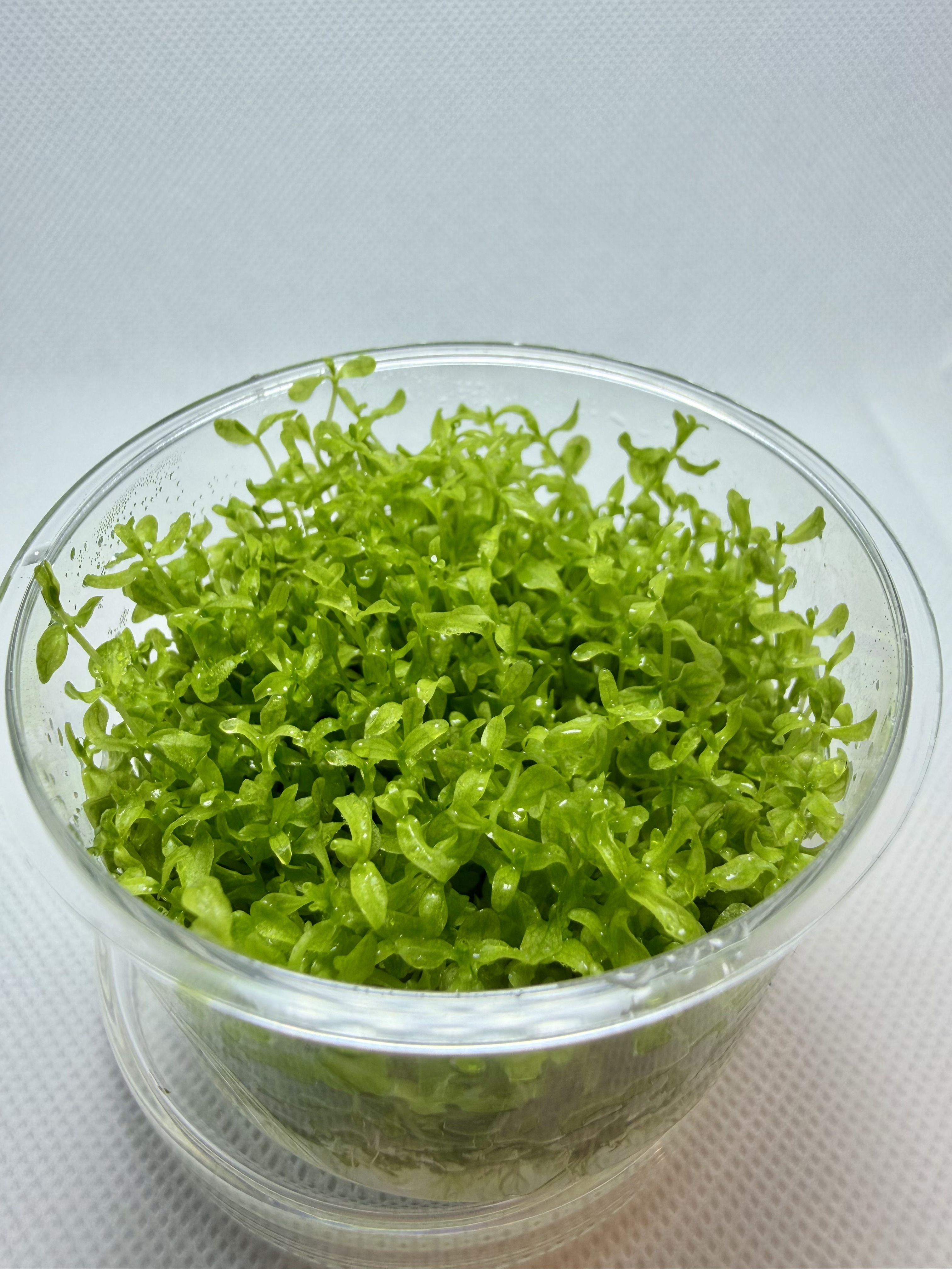 Micranthemum Monte Carlo