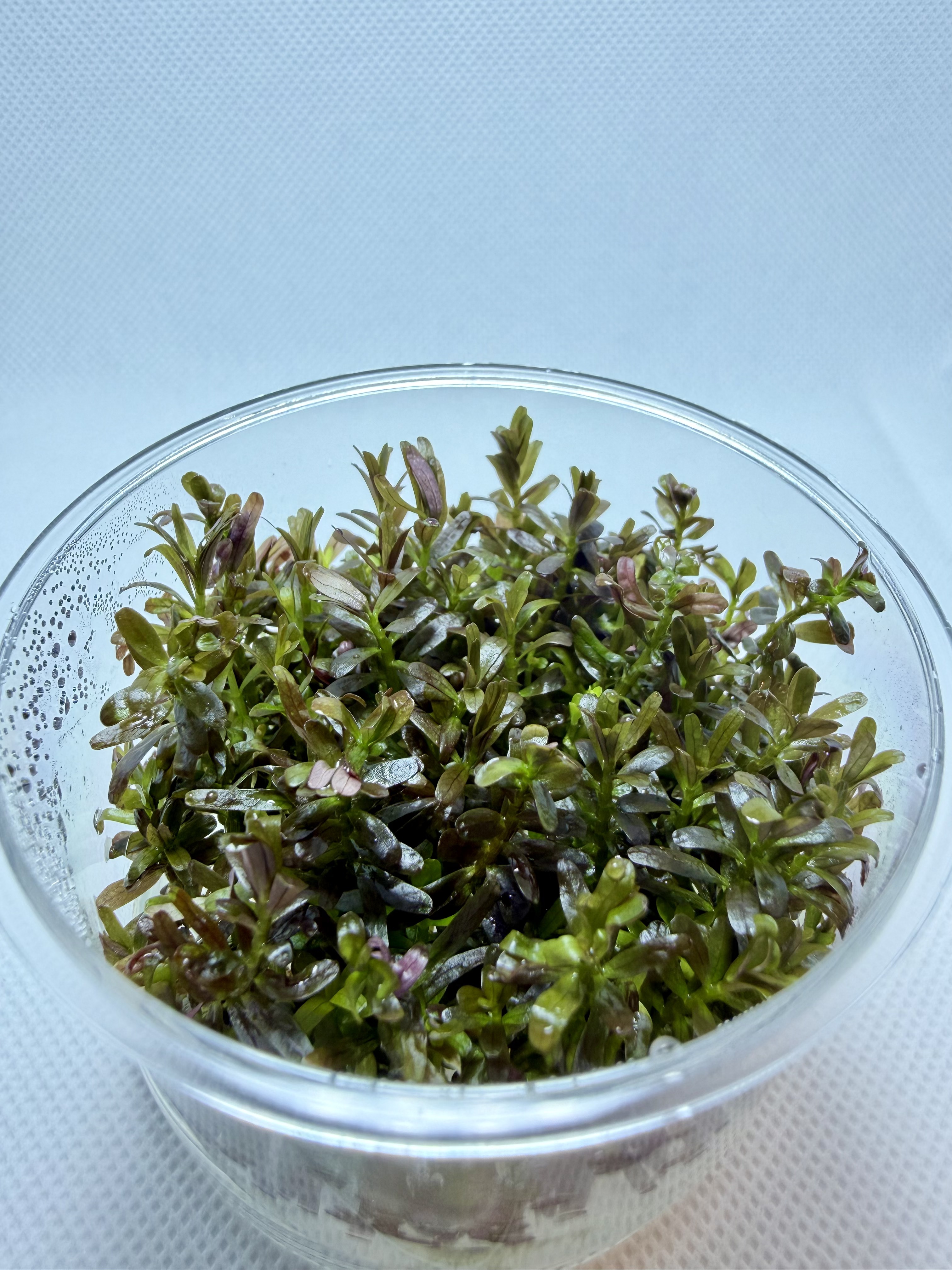 Rotala Rotundifolia Blood Red