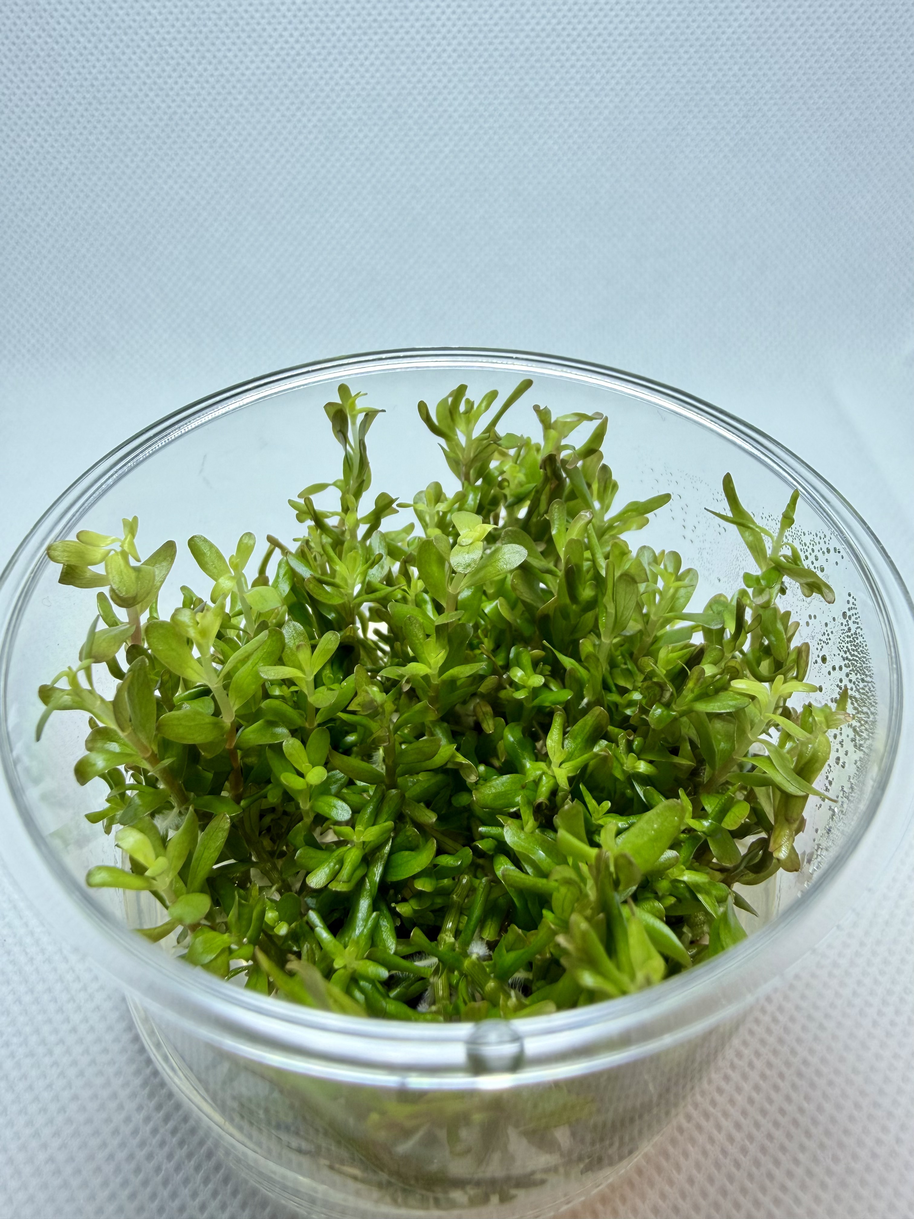 Rotala Rotundifolia Reddish