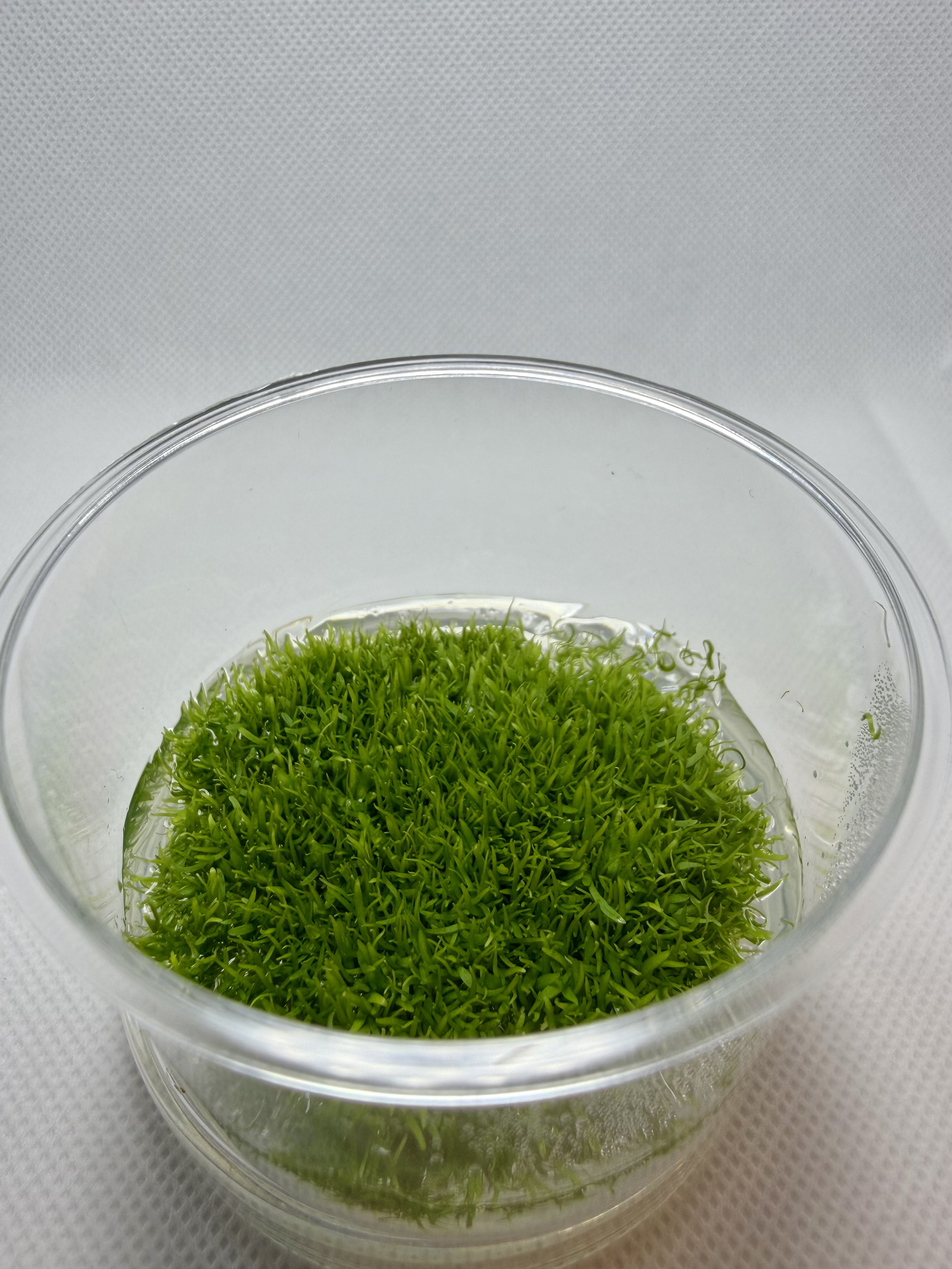 Utricularia Graminifolia