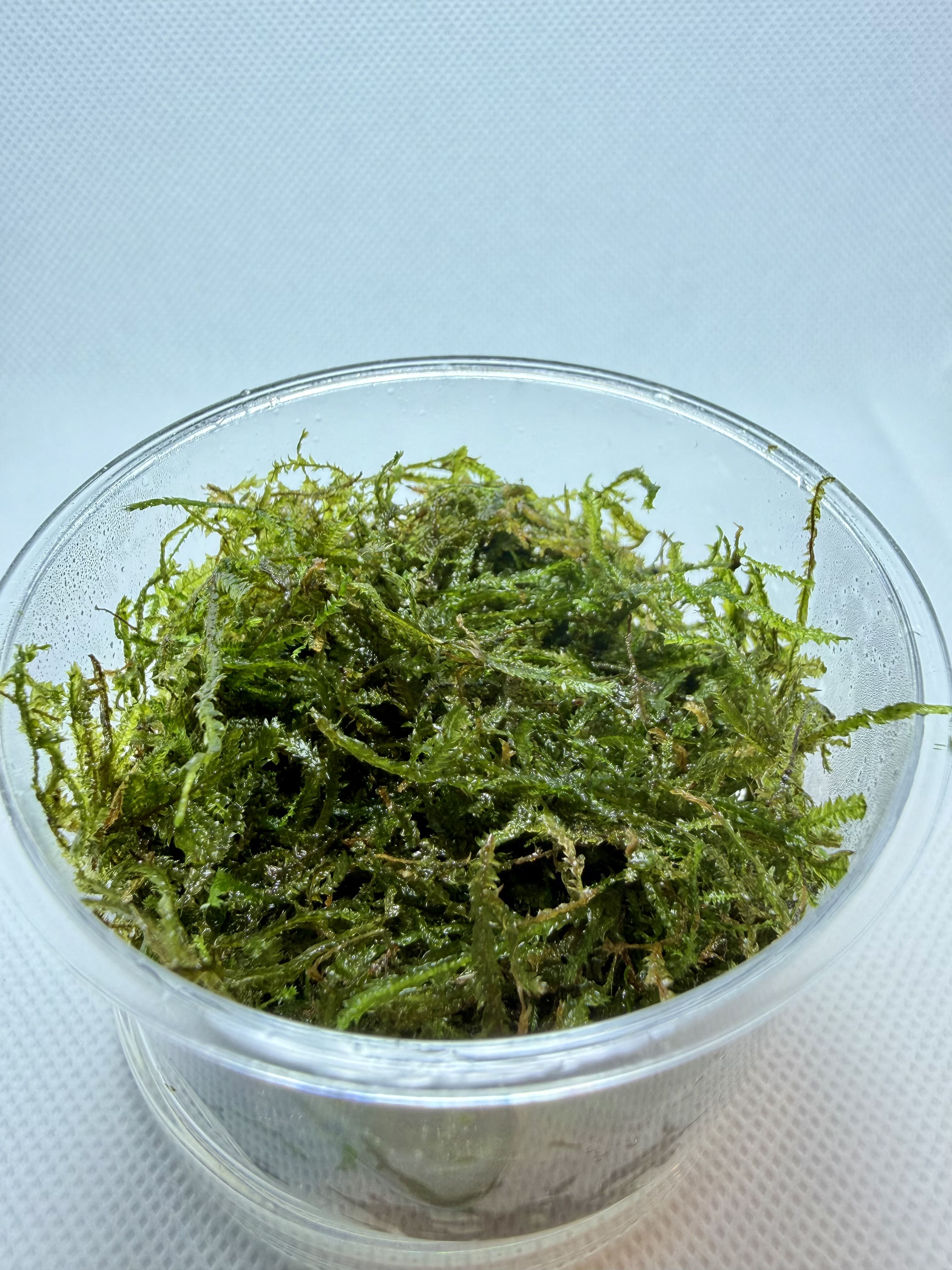 Vesicularia Dubyana Wild